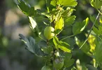 Plant Pathology in Hindi