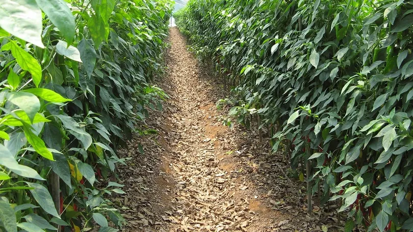 Soil Colloids in Hindi