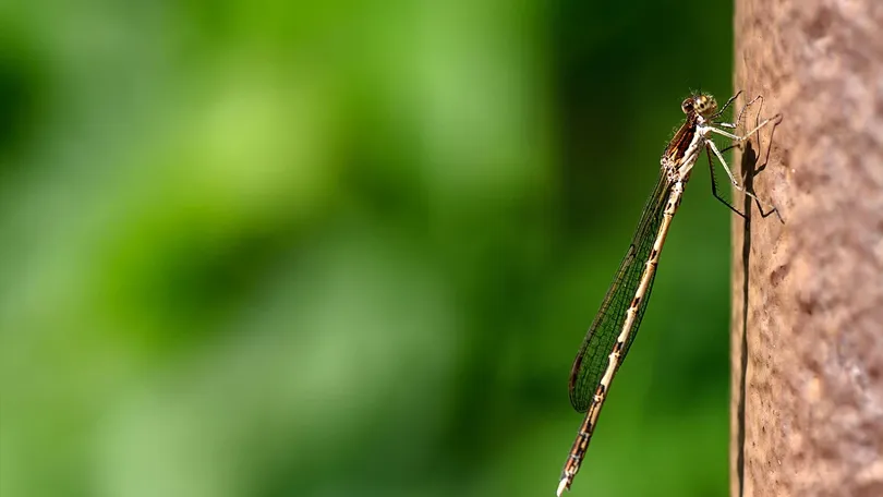 Entomology in Hindi