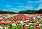 Plant Taxonomy in Hindi