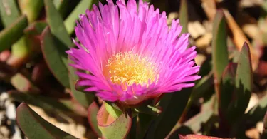 Halophytes Plants in Hindi