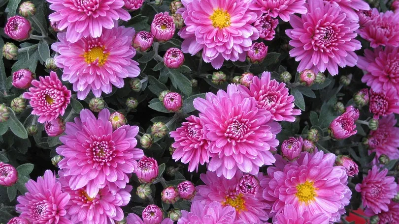 Halophytes Plants in Hindi