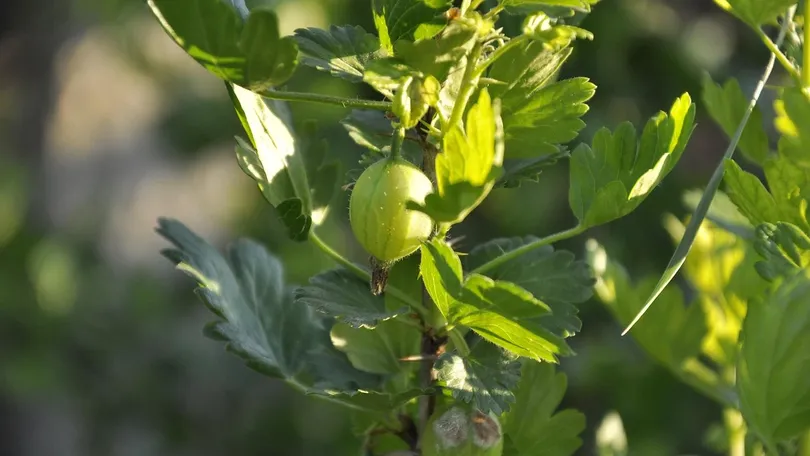 Plant Pathology in Hindi