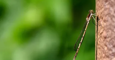 Entomology in Hindi
