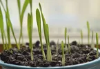 Soil Science in Hindi