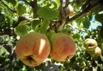 Pomology in Hindi