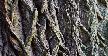 Branches of forestry in Hindi