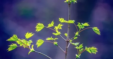 Arboriculture in Hindi