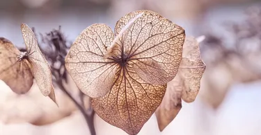 Plant Pathology in Hindi
