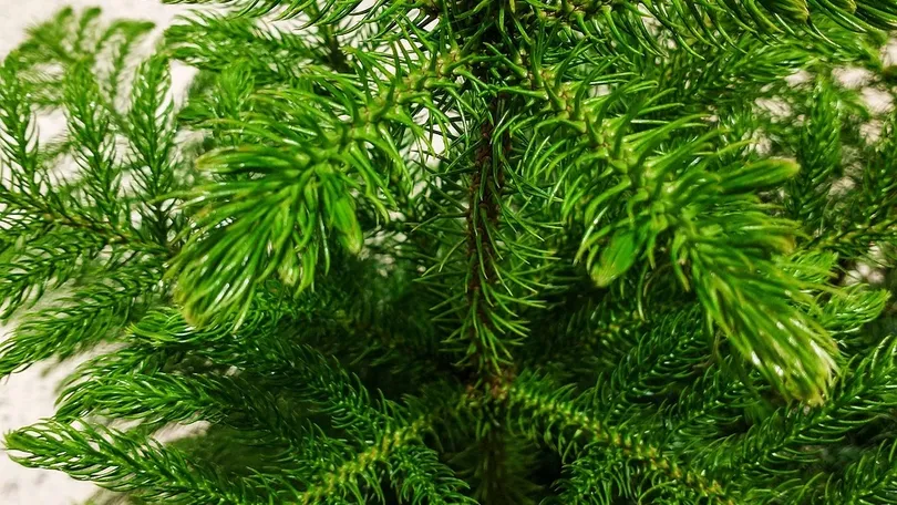 Arboriculture in Hindi
