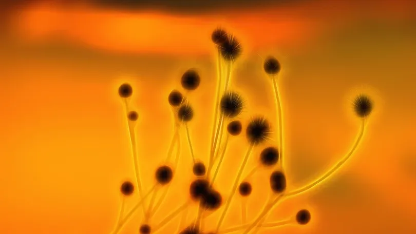 Sterilization in microbiology in Hindi