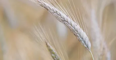 Soil Science in Hindi