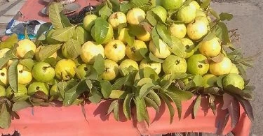 अमरूद की खेती का बिजनेस आइडिया