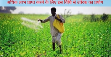 अधिक लाभ प्राप्त करने के लिए इस विधि से उर्वरक का प्रयोग करें जिससे खरपतवार नियंत्रण में भी मदद मिलती है।