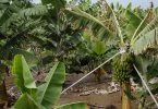 केला उगाने का बिजनेस आइडिया