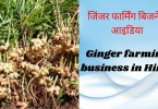 Ginger farming business in Hindi