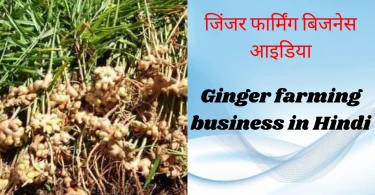 Ginger farming business in Hindi
