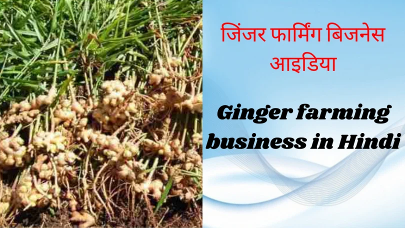 Ginger farming business in Hindi