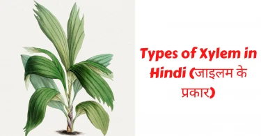 Types of Xylem in Hindi