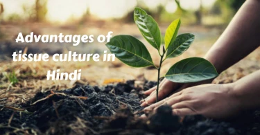 Advantages of tissue culture in Hindi
