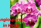 Angiosperms in Hindi