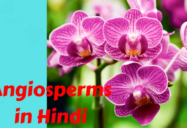 Angiosperms in Hindi
