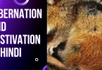 Hibernation And Aestivation In Hindi