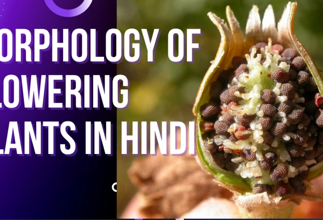 Morphology of flowering plants in Hindi