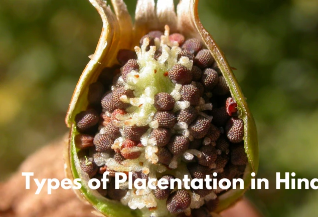 Types of Placentation in Hindi
