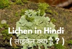 Lichen in Hindi