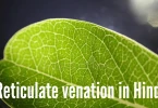 Reticulate venation in Hindi